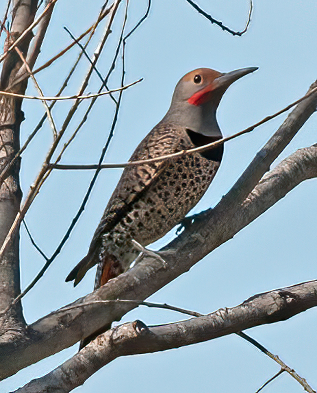 Northern_Flicker_14_CA_007