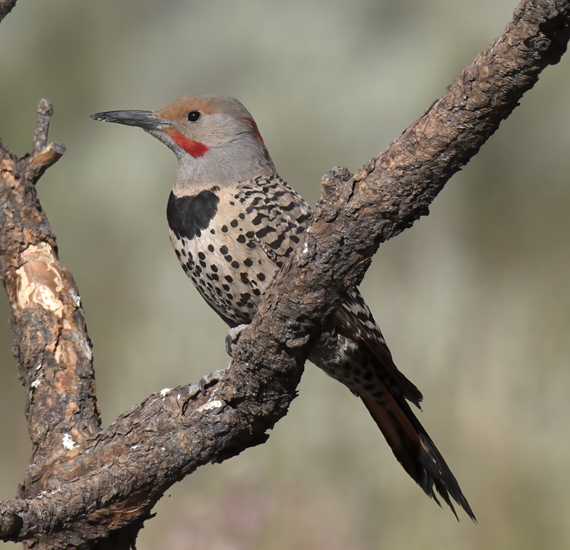 Northern_Flicker_17_OR_003