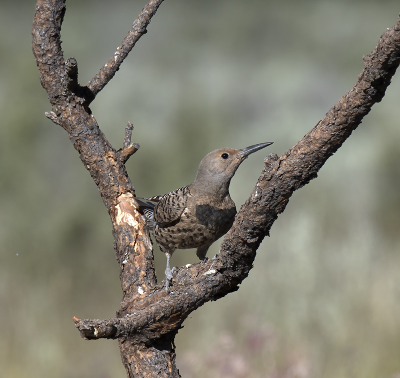 Northern_Flicker_17_OR_034
