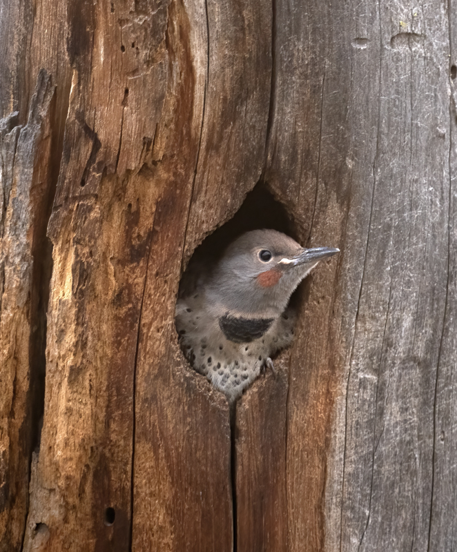 Northern_Flicker_23_Canada_C_008