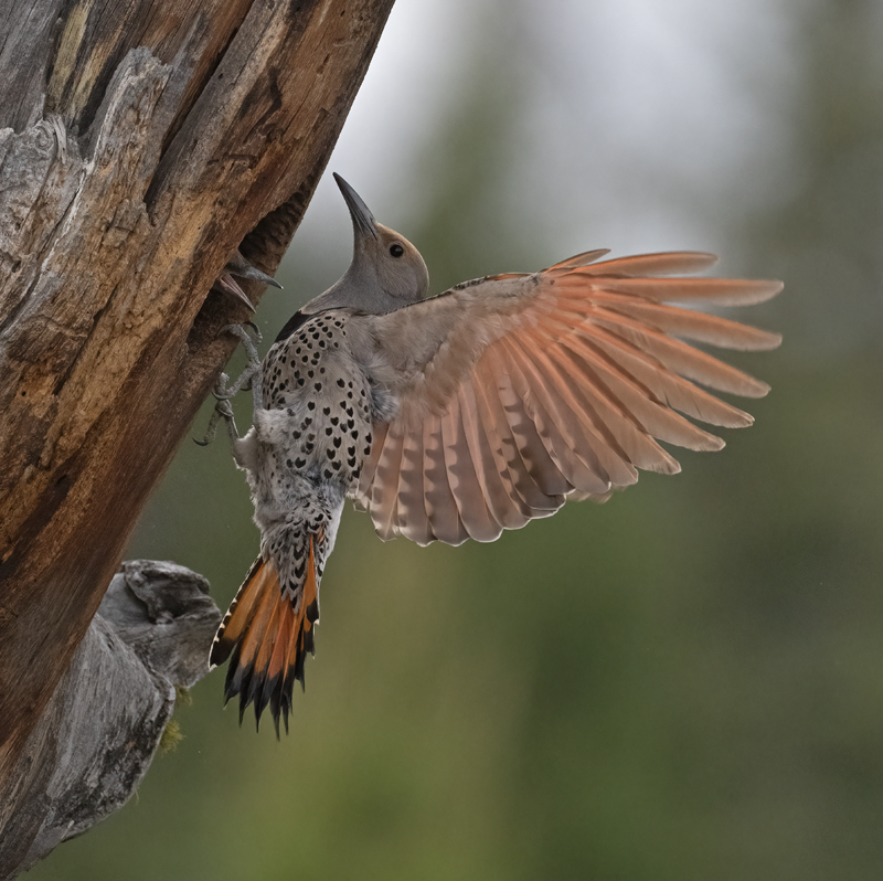 Northern_Flicker_23_Canada_L_660