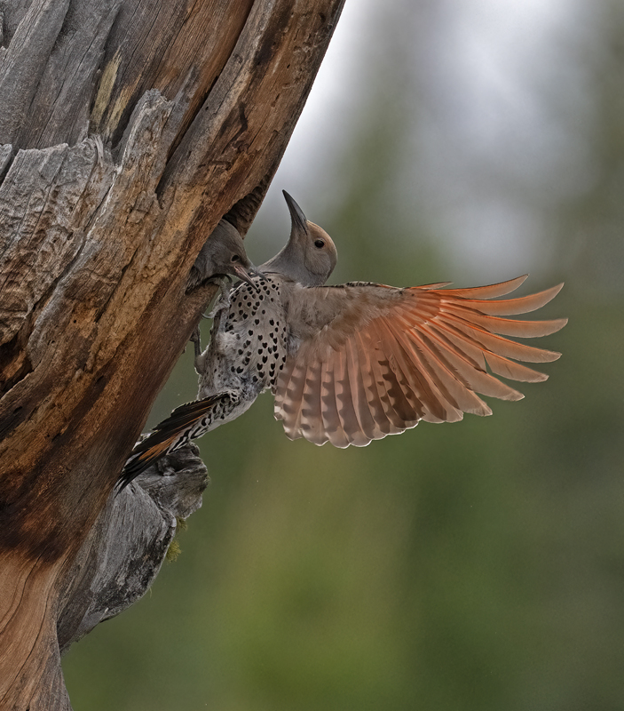 Northern_Flicker_23_Canada_L_662