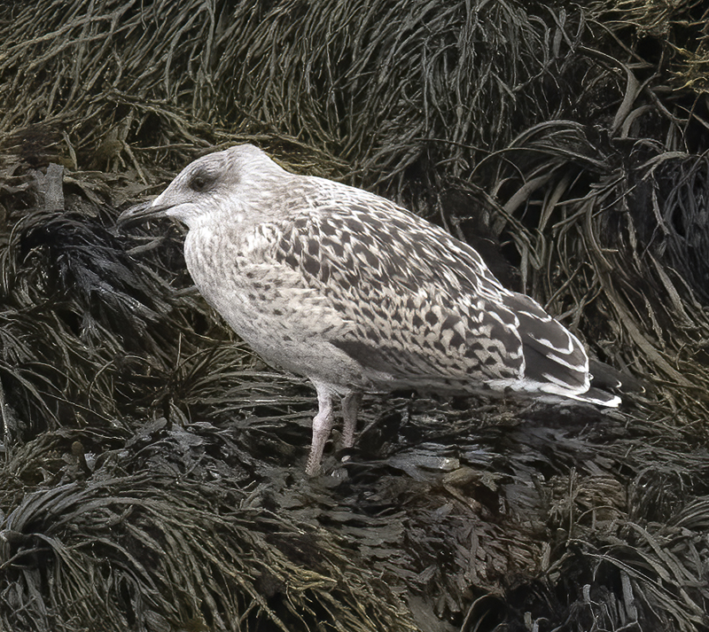 Northern_Fulmar_22_Iceland_002