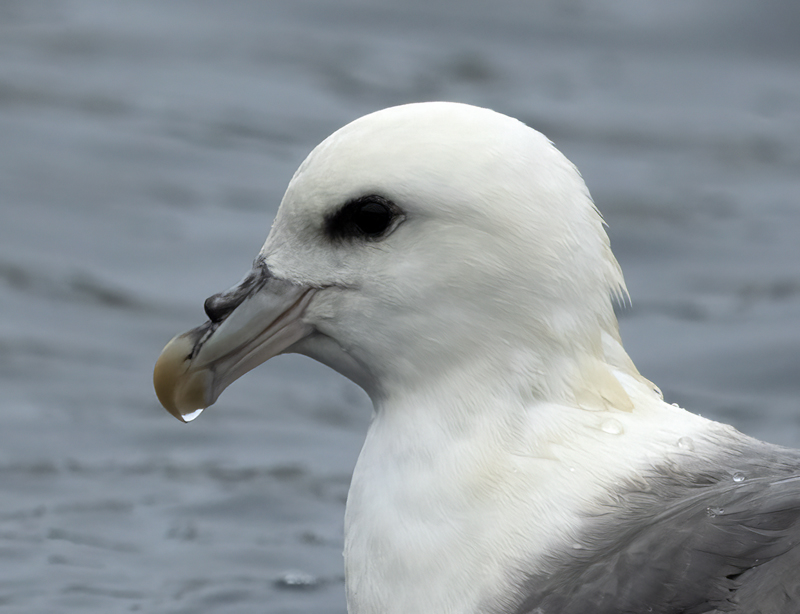 Northern_Fulmar_22_Iceland_007