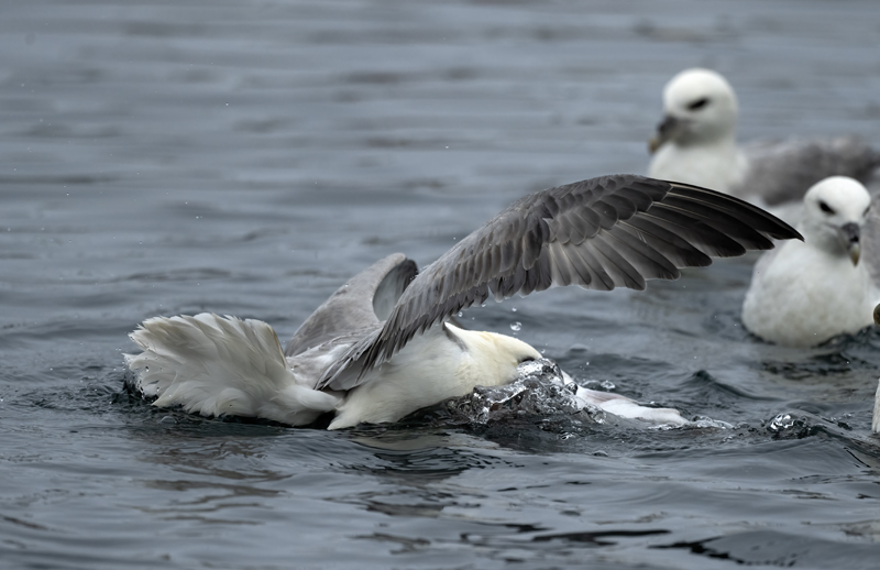 Northern_Fulmar_22_Iceland_009