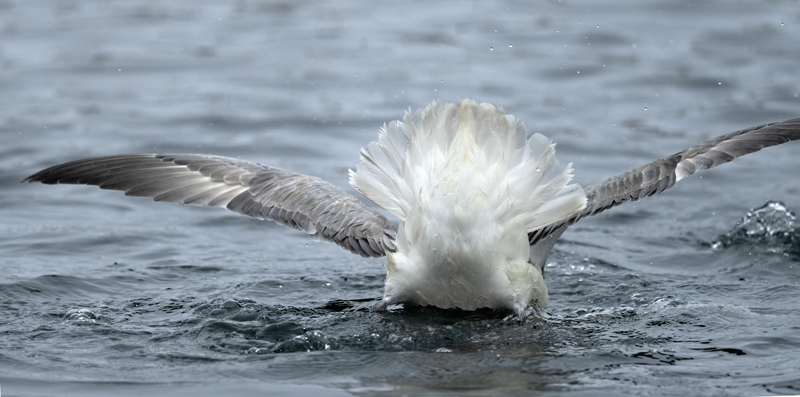 Northern_Fulmar_22_Iceland_010