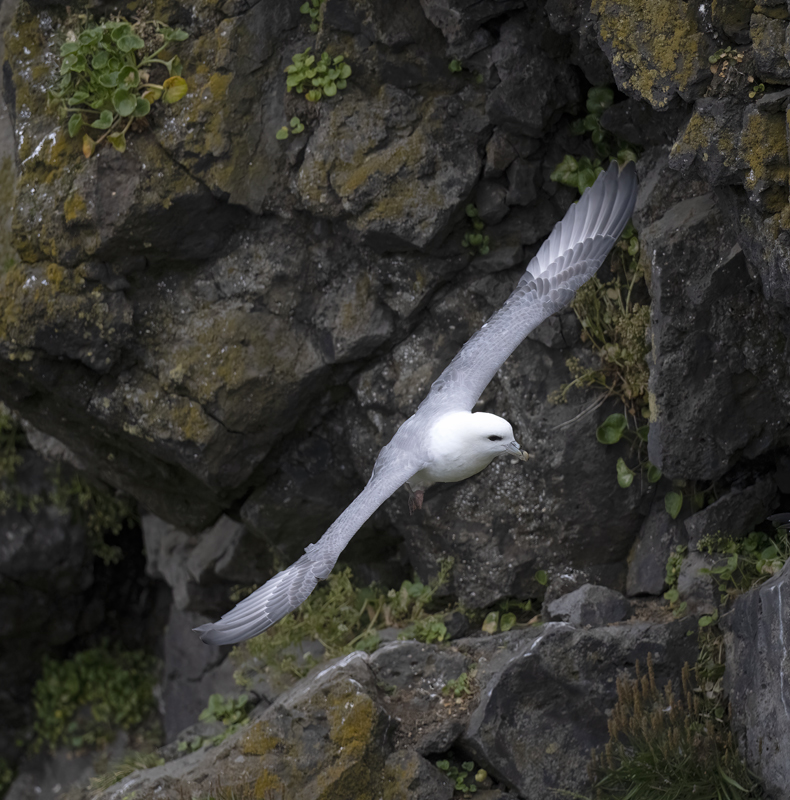 Northern_Fulmar_22_Iceland_016