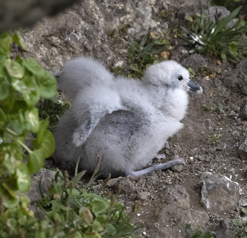 Northern_Fulmar_22_Iceland_018