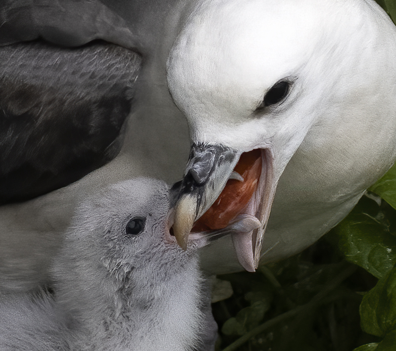 Northern_Fulmar_22_Iceland_049