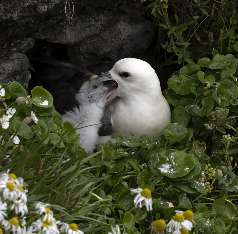 Northern_Fulmar_22_Iceland_066