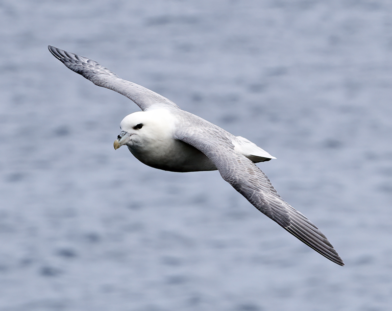 Northern_Fulmar_22_Iceland_072