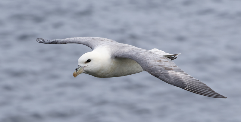 Northern_Fulmar_22_Iceland_076