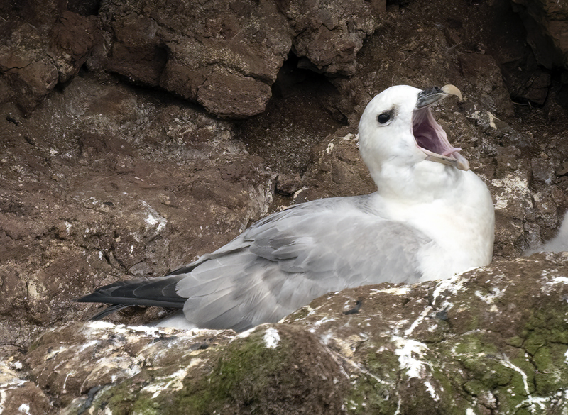 Northern_Fulmar_22_Iceland_087