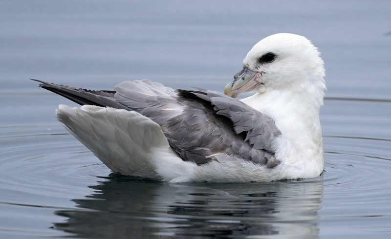 Northern_Fulmar_22_Iceland_203