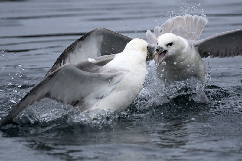 Northern_Fulmar_22_Iceland_206