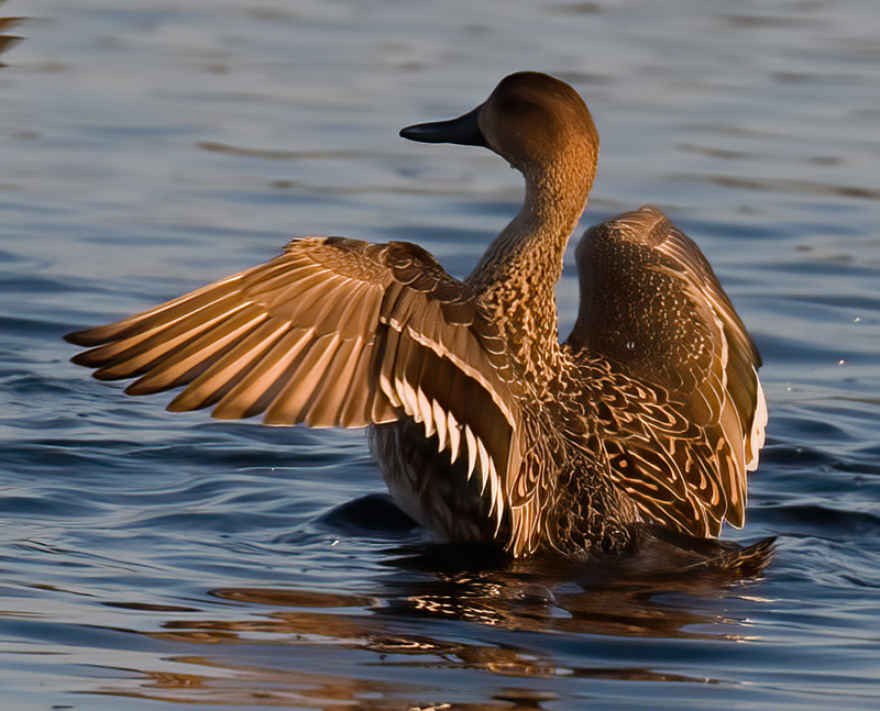 Northern_Pintail_09_FL_006