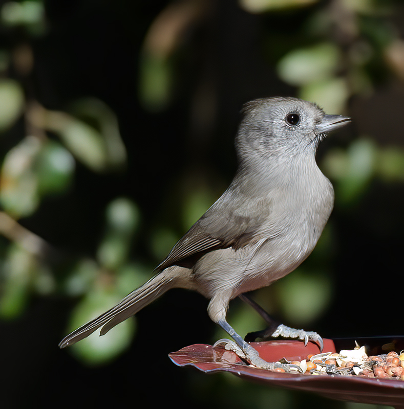 Oak_Titmouse_12_CA_001