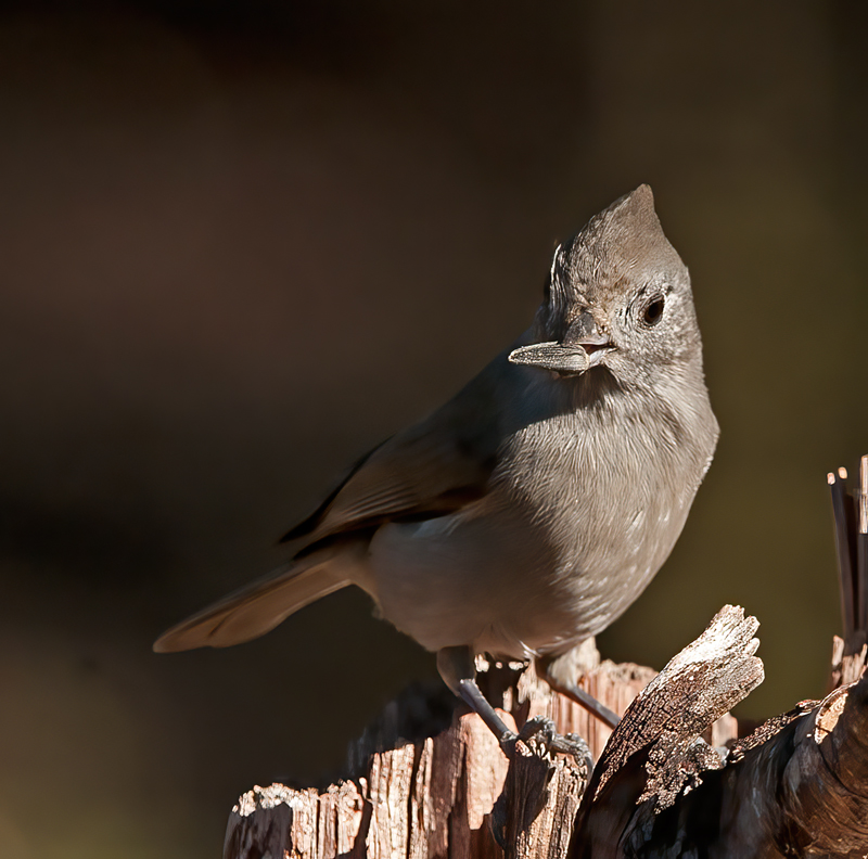 Oak_Titmouse_12_CA_010