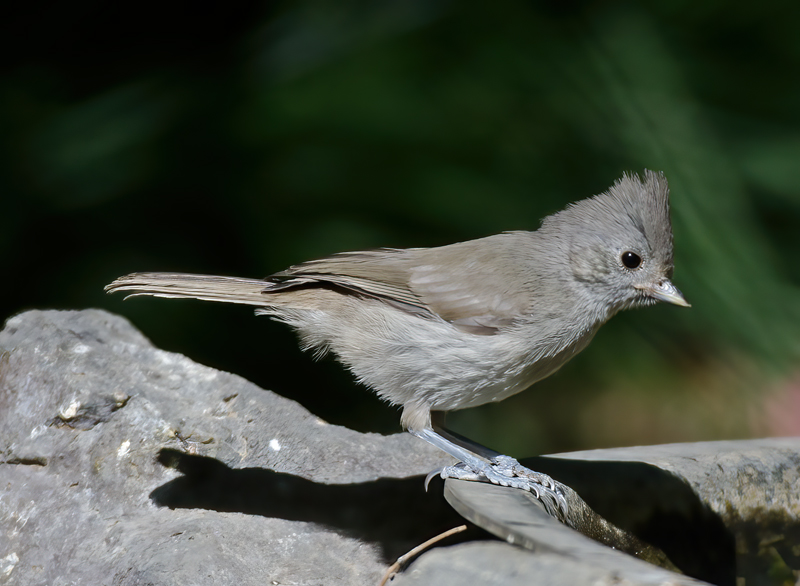 Oak_Titmouse_13_CA_001