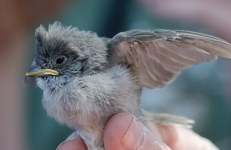 Oak_Titmouse_14_CA_003