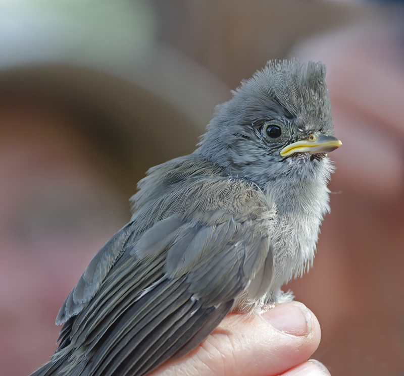 Oak_Titmouse_14_CA_013