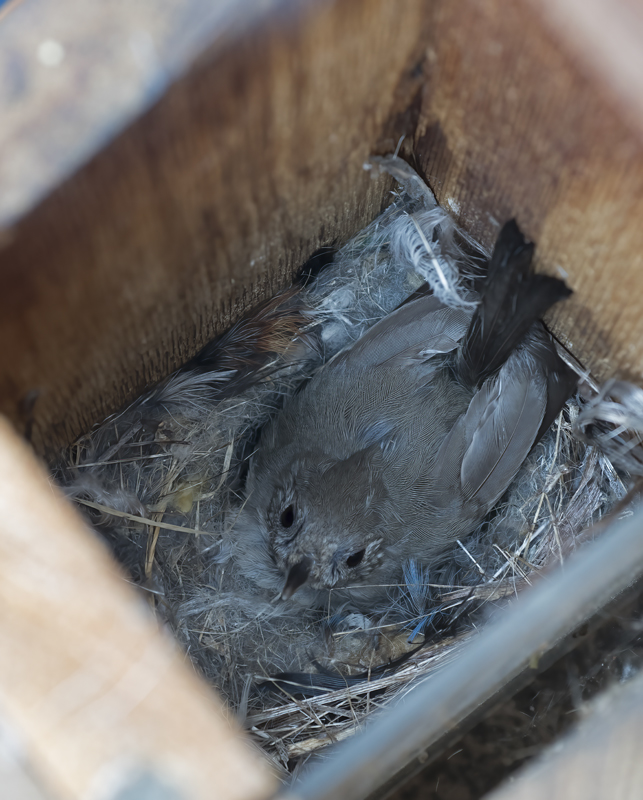 Oak_Titmouse_18_CA_002