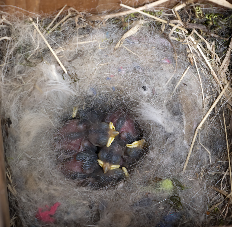 Oak_Titmouse_18_CA_004