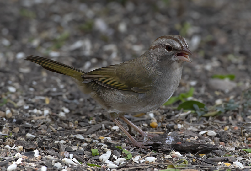 Olive_Sparrow_19_TX_005