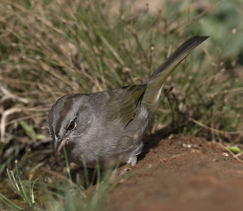 Olive_Sparrow_22_TX_004