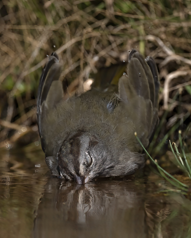 Olive_Sparrow_22_TX_023