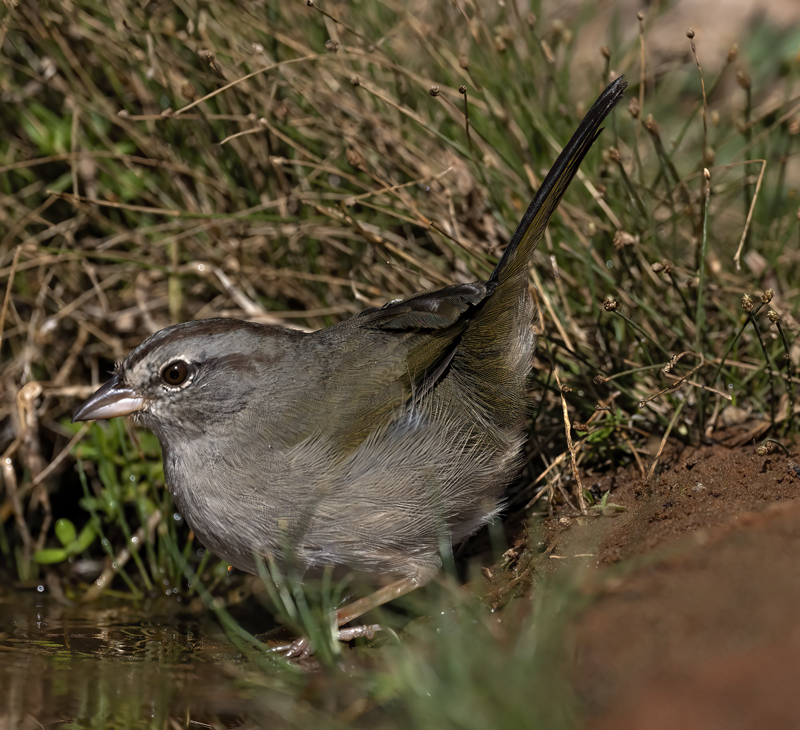 Olive_Sparrow_22_TX_048