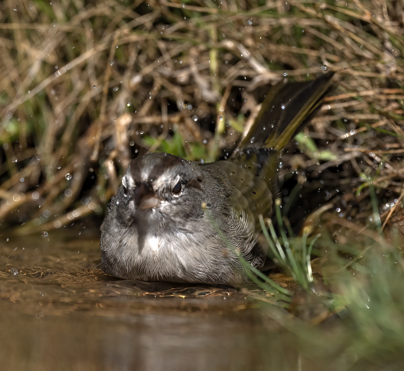 Olive_Sparrow_22_TX_052