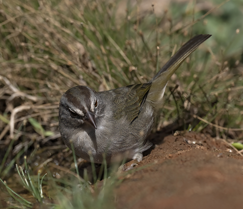 Olive_Sparrow_22_TX_992