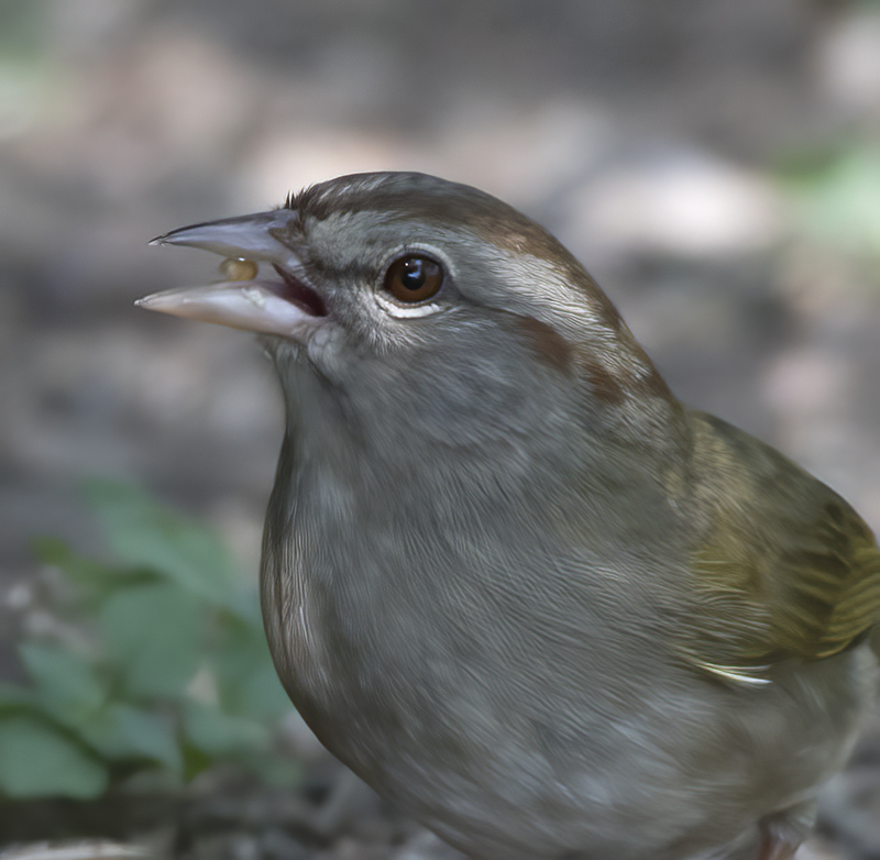 Olive_Sparrow_TX_18_001