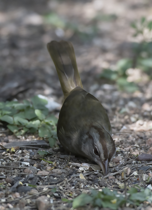 Olive_Sparrow_TX_18_008