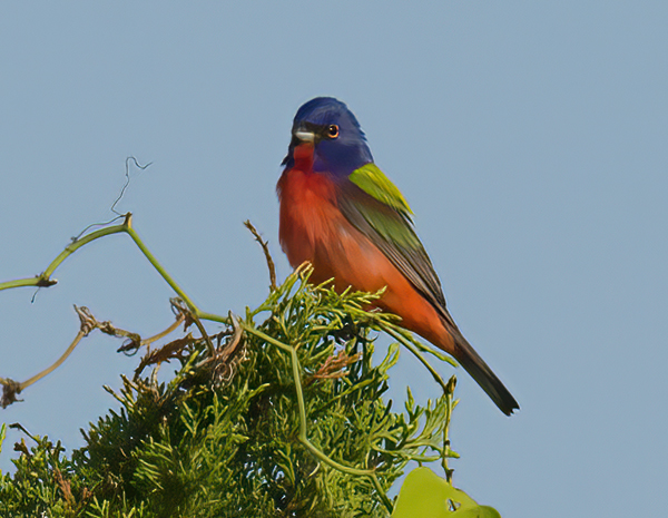 Painted_Bunting_08_FL_002