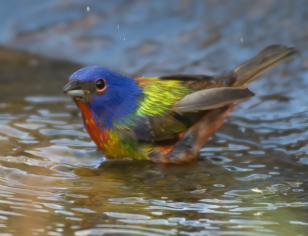 Painted_Bunting_08_FL_010