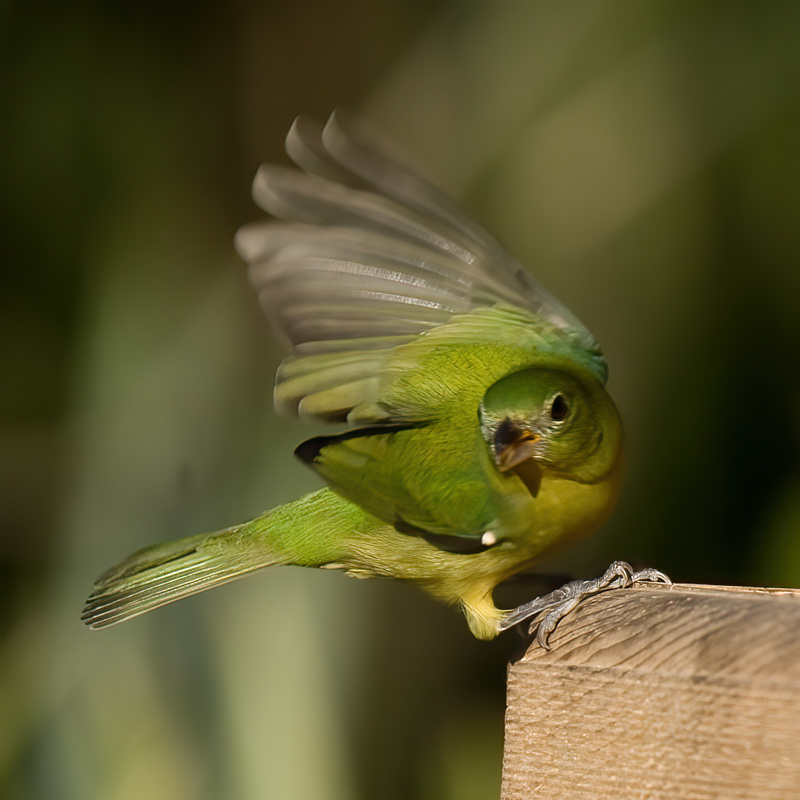 Painted_Bunting_09_FL_023