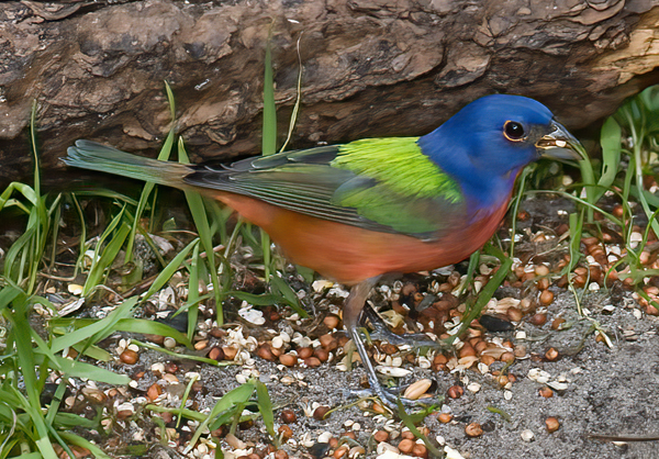 Painted_Bunting_09_FL_037