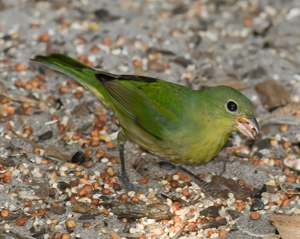 Painted_Bunting_09_FL_046