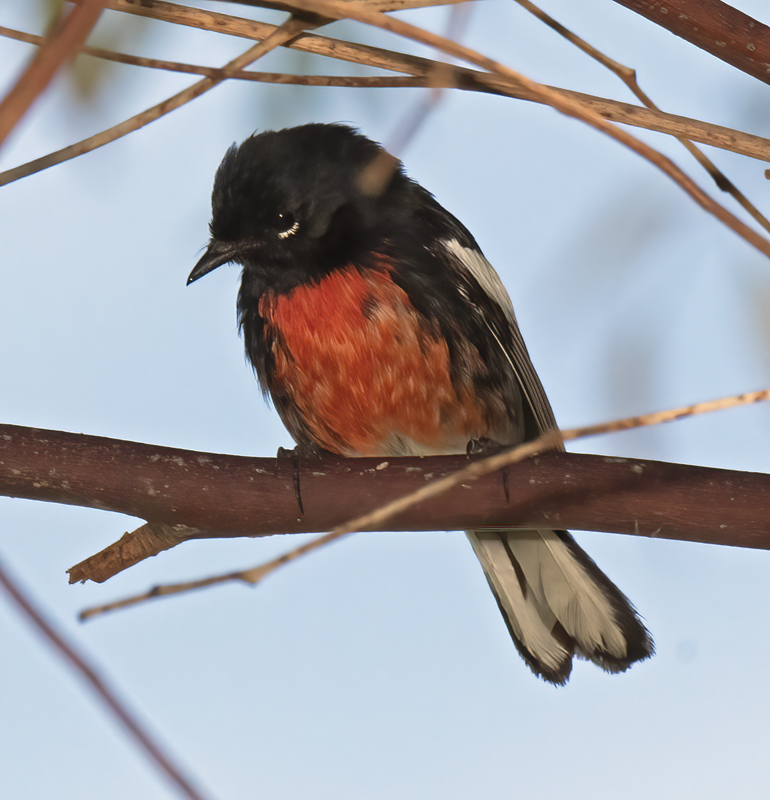 Painted_Redstart_17_CA_024
