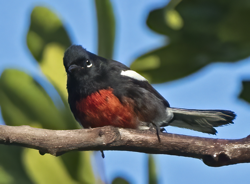 Painted_Redstart_17_CA_041