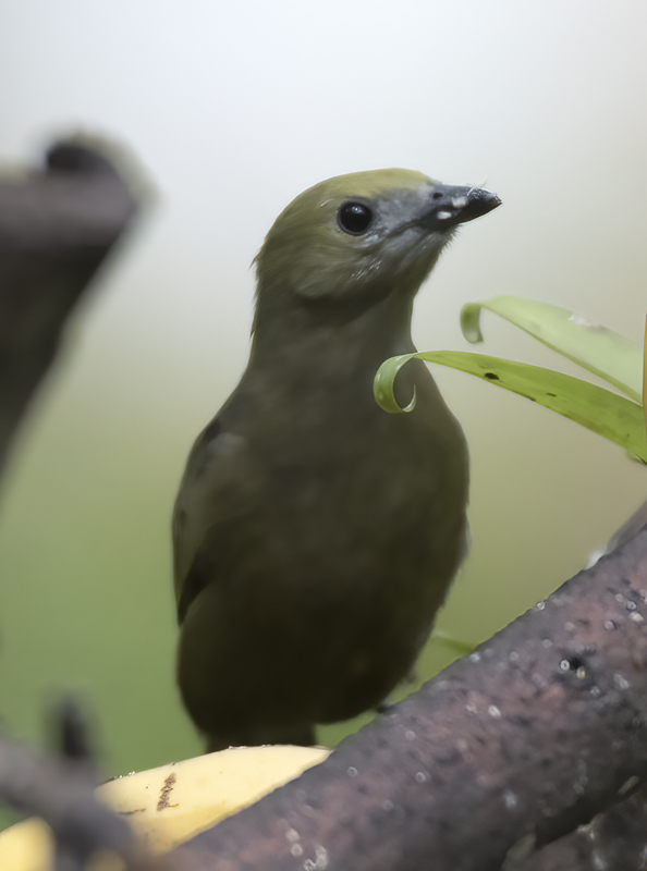 Palm_Tanager_17_Peru_002