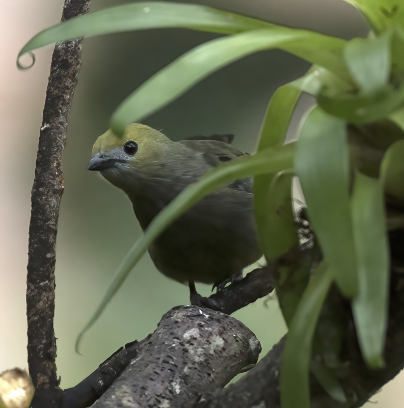 Palm_Tanager_17_Peru_003