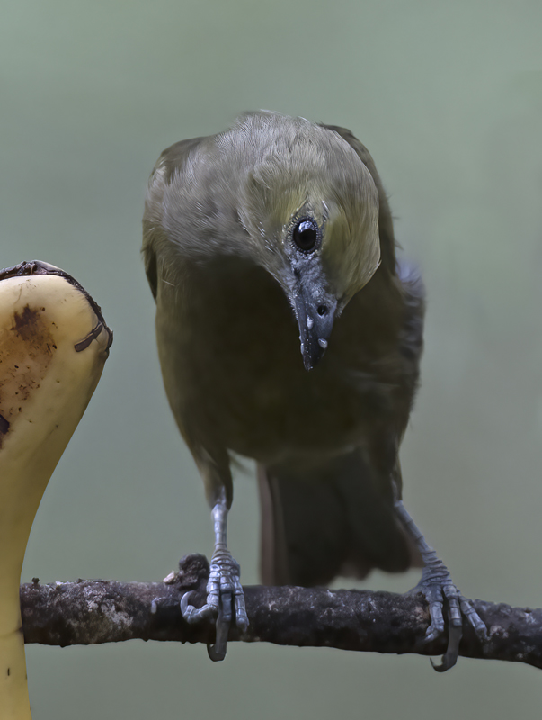 Palm_Tanager_17_Peru_015