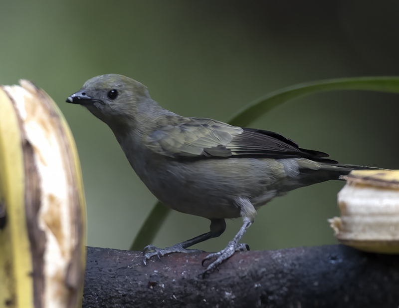 Palm_Tanager_17_Peru_018