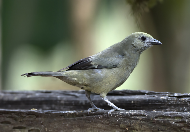 Palm_Tanager_18_Ecuador_001