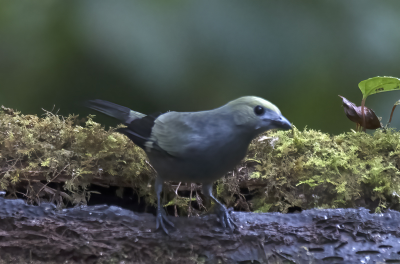 Palm_Tanager_18_Ecuador_006