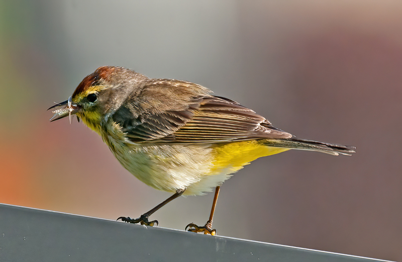 Palm_Warbler_11_FL_043