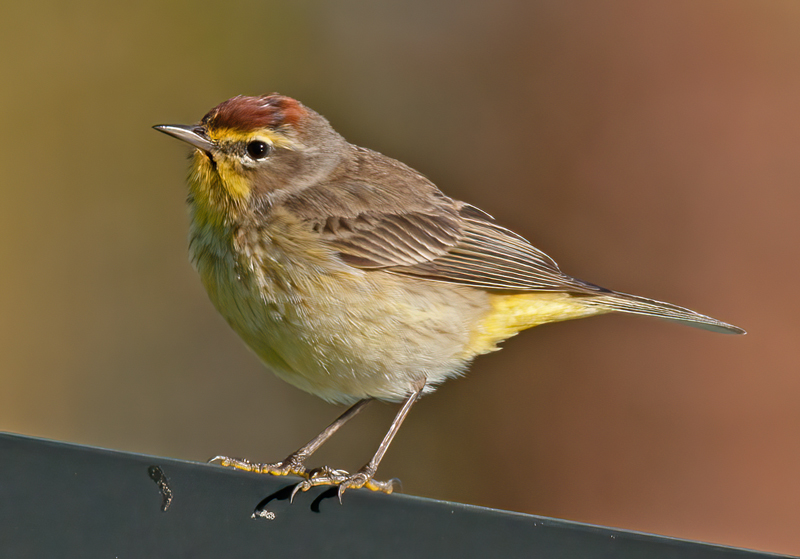 Palm_Warbler_11_FL_047